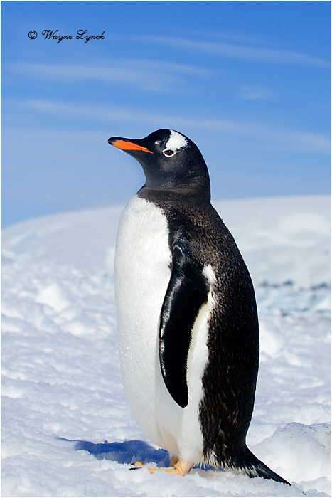Gentoo Penguin by Dr. Wayne Lynch &copy;